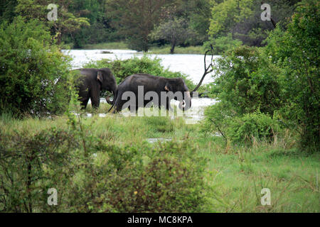 Zwei wilde Elefanten spielen in der Nähe der Straße in Sri Lanka Stockfoto