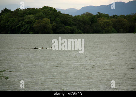 Zwei wilde Elefanten schwimmen durch einen See in Sri Lanka Stockfoto
