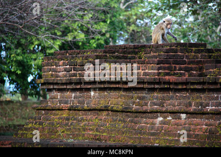 Polonnaruwa, ein Weltkulturerbe, in Sri Lanka, ist eine alte Stadt und die ehemalige Hauptstadt des Königreichs von Polonnaruwa. Stockfoto