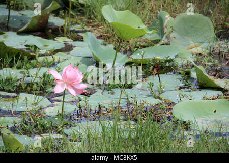 Blühende Heilige Lotus auf ein Becken in der königlichen antiken Stadt Polonnaruwa in Sri Lanka Stockfoto