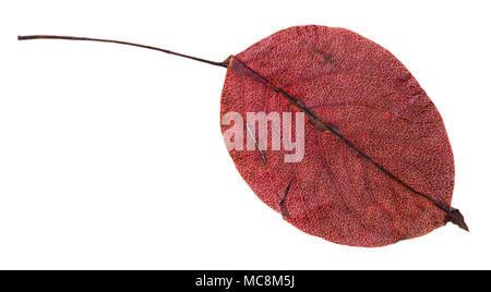 Rote Herbst Blatt von Pear Tree auf weißem Hintergrund Stockfoto