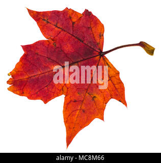 Rote Herbst Blätter Ahorn Baum auf weißem Hintergrund Stockfoto
