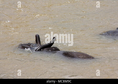 Einmal am Tag die Elefanten leben im Pinnawala Elefanten Waisenhaus zu dem in der Nähe gelegenen Fluss geführt werden, ein Bad zu nehmen und in den Fluss zu spielen. Stockfoto