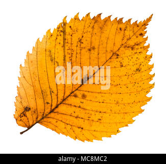 Gelb gefallen Blatt von Elm Tree auf weißem Hintergrund Stockfoto