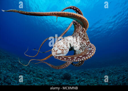 Diese Ansicht zeigt einige der Sauger auf dieser acht bewaffnete Kopffüßler. Tag Octopus, Octopus cyanea, Hawaii. Stockfoto
