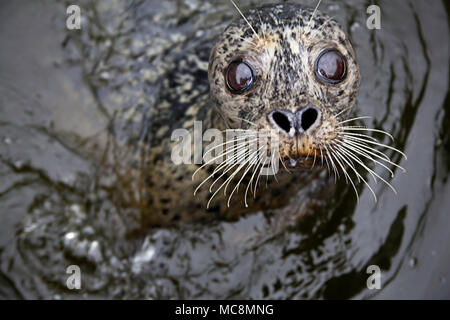 Eine neugierige Seehunde, Phoca vitulina, Oberflächen in den kalten Gewässern von British Columbia, Kanada. Stockfoto