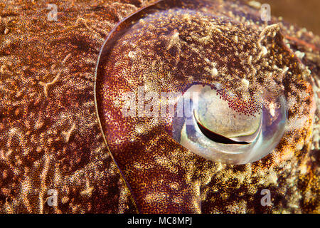 Das Auge einer broadclub Tintenfisch, Sepia latimanus, Bali, Indonesien. Stockfoto