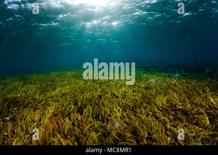 Dieses Bild von Aal Gras wurde aus dem Wakatobi Resort in Indonesien. Aal Gras betten Form über losen Sand und Schutt ein Unterwasser-Wiese zu werden Stockfoto