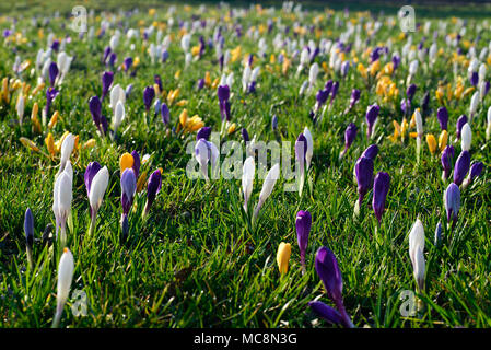 Blühende Krokusse im Frühling Wiese selektiven Fokus Stockfoto