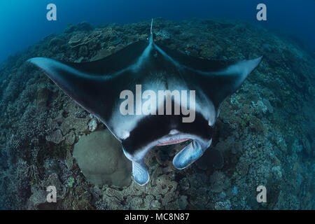 Einen Manta, Manta alfredi, erhält in der Nähe des Riffs durch eine kleine Cleaner wrasse, Fidschi überprüft werden. Stockfoto