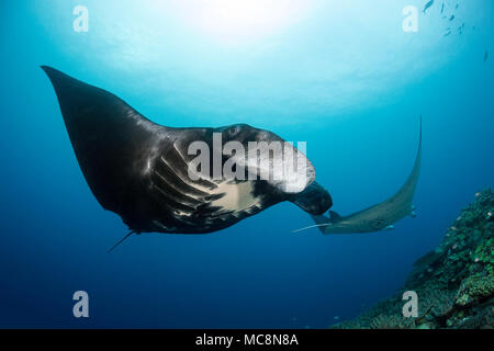 Zwei reef Manta Rochen, Mantas alfredi, Kreuzfahrt über Manta Riff vor der Insel Kadavu, Fidschi. Stockfoto