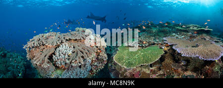 Tabelle Coral, Schulbesuch anthias und zwei Mantas füllen Sie dieses Indonesische reef Szene. Crystal Bay, Nusa Penida, Insel Bali, Indonesien, im Pazifischen Ozean. Th Stockfoto