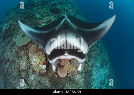 Einen Manta, Manta alfredi, erhält in der Nähe des Riffs durch kleine Cleaner wrasse über Manta Riff vor der Insel, Fidschi Kandavu überprüft werden. Stockfoto