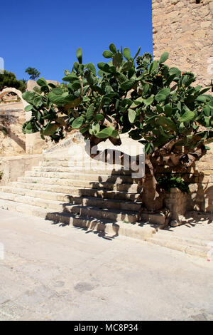Alten Bögen und eine baumartige Cactus innerhalb der Räumlichkeiten der Burg Santa Bárbara in Alicante, Spanien. Stockfoto