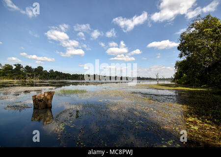 Pflanzen in See am Neak Pean Tempel widerspiegelt, Angkor Archäologischer Park, Kambodscha Stockfoto