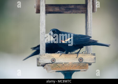 Red Winged Blackbird im Sunflower Einzug. horizontales Bild mit Hintergrund absichtlich unscharf in sanften, neutralen Farben. Stockfoto