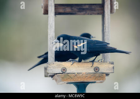 Red Winged Blackbird im Sunflower Einzug. horizontales Bild mit Hintergrund absichtlich unscharf in sanften, neutralen Farben. Stockfoto