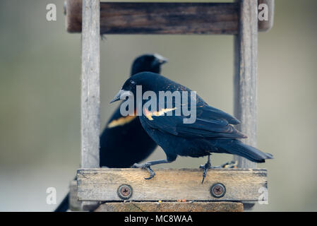 Red Winged Blackbird im Sunflower Einzug. horizontales Bild mit Hintergrund absichtlich unscharf in sanften, neutralen Farben. Stockfoto
