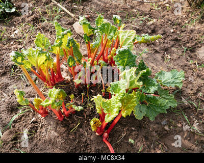 Rote Stiele von Zwangs Rhabarber im Frühjahr in einem Gemüsegarten. Stockfoto