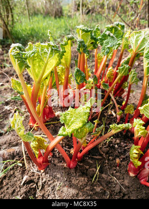 Rote Stiele von Zwangs Rhabarber im Frühjahr in einem Gemüsegarten. Stockfoto