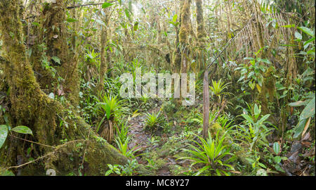 Innenraum der Bemoosten montane Regenwald mit vielen terrestrische Bromelien. Hoch auf einem Tepuy (flach abgerundet Sandstein Berg) oberhalb von Rio Nangaritza Tal in Stockfoto