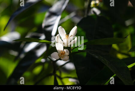 Orange Tree Blüten Nahaufnahme auf blur Natur Hintergrund Stockfoto