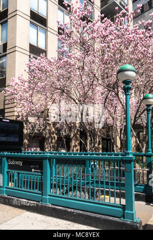 U-Bahnstation Lampe im Frühling, New York City, USA Stockfoto