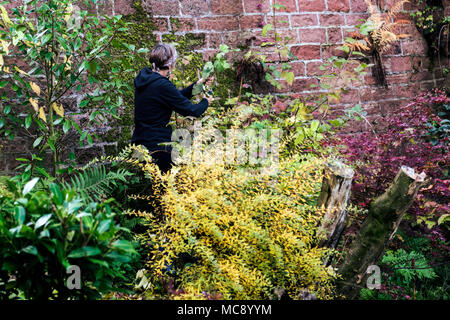 Eine Frau, die in einem üppigen, farbenfrohen Garten neben einer roten Ziegelmauer gärtet, umgeben von verschiedenen lebendigen Pflanzen und Büschen. Stockfoto