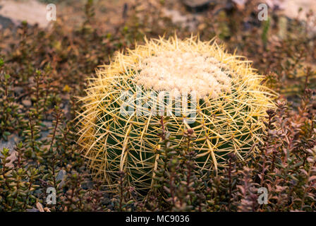 Cactus Mexiko (Golden barrel Kaktus, Golden Ball oder Schwiegermutter Kissen) unter sukkulenten Pflanzen Sedum in Abend Beleuchtung Stockfoto