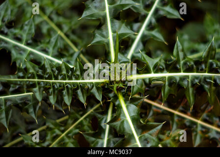 Rosette aus stacheligen Blätter an der Spitze der stachelige Pflanze der Familie der Asteraceae (Compositae, oder Sonnenblumen Familie) Stockfoto