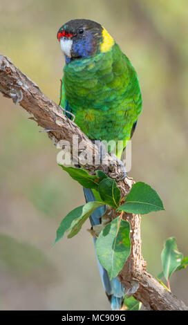 Eine australische Ringneck der westlichen Rasse, als die Achtundzwanzig Papagei, in einem Wald von SW-Australien fotografiert bekannt. Stockfoto