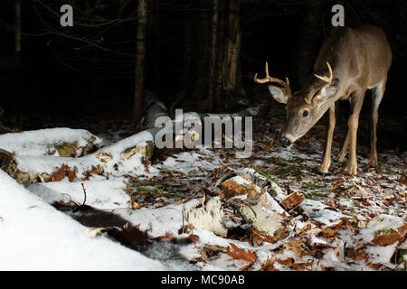 Eine junge Weißwedelhirsche buck nähert sich in einem verschneiten Wald. Stockfoto