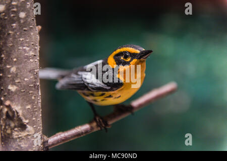 Naturgetreues Modell der Blackburnian Warbler Vogel in der Natur Ausstellung am Mount Greylock Besucherzentrum in Lanesboro, MA. Stockfoto