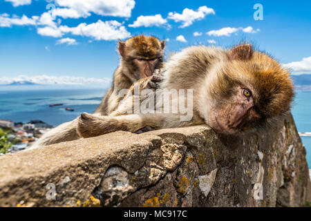 Barbary macaque Affen auf den Felsen von Gibraltar. Dies ist die einzige Kolonie von wilden Affen in Europa und besteht aus rund 300 Tiere. Stockfoto