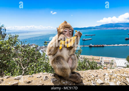 Barbary macaque Affen auf den Felsen von Gibraltar. Dies ist die einzige Kolonie von wilden Affen in Europa und besteht aus rund 300 Tiere. Stockfoto