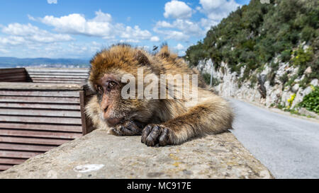 Barbary macaque Affen auf den Felsen von Gibraltar. Dies ist die einzige Kolonie von wilden Affen in Europa und besteht aus rund 300 Tiere. Stockfoto