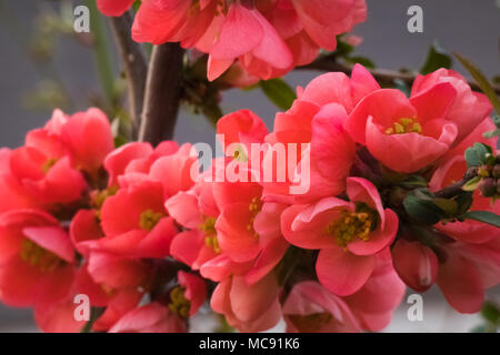 Japanische Quitte (Chaenomeles japonica) rote Blumen blühen im Frühjahr. Stockfoto