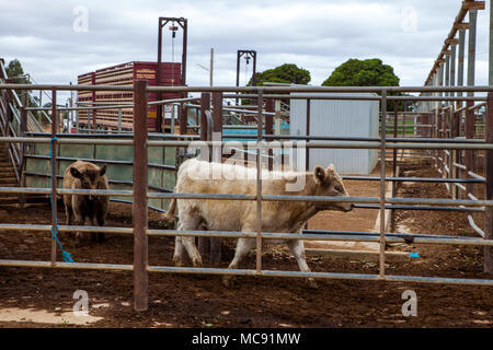 Murray Grau Rinder in Verkauf Stifte in Wagga Vieh Center Stockfoto