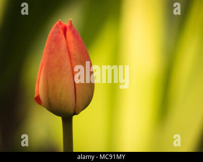 Isolierte rote Tulpe in den Garten. Natürliche gelbe und grüne Blätter Hintergrund mit Kopie Raum auf der rechten Seite der Blume. Stockfoto