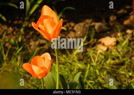 Orange Tulpen im Garten Stockfoto