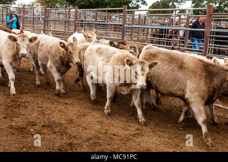 Murray Grau Rinder in Verkauf Stifte in Wagga Vieh Center Stockfoto