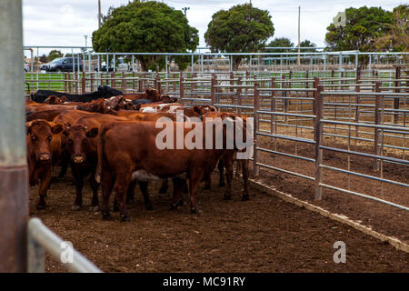 Murray Grau Rinder in Verkauf Stifte in Wagga Vieh Center Stockfoto