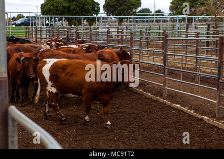 Rote Rinder in Verkauf Stifte in Wagga Wagga verkauf Yards Stockfoto