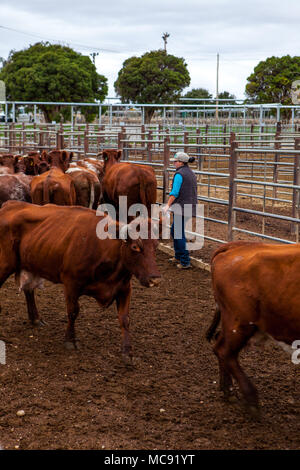 Rote Rinder in Verkauf Stifte in Wagga Wagga verkauf Yards Stockfoto