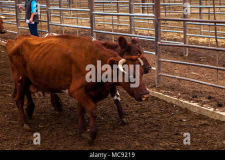 Rote Rinder in Verkauf Stifte in Wagga Wagga verkauf Yards Stockfoto