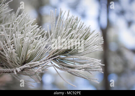 Winzige Eiskristalle umhüllen Tannennadeln in einer Szene von Winter Wonder in Colorado Stockfoto