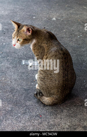 Street cat Isolieren auf Hintergrund, Vorderansicht von oben, technische Kosten. Stockfoto