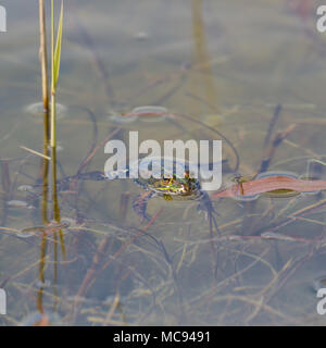 Grün gespiegelt natürliche Frosch (Rana esculenta) Entspannung im Teich Wasser mit Blättern Stockfoto