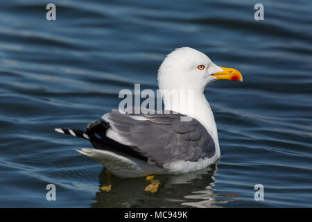 Detaillierte Seitenansicht portrait Naturbad yellow-legged Gull (Larus michahellis) Stockfoto