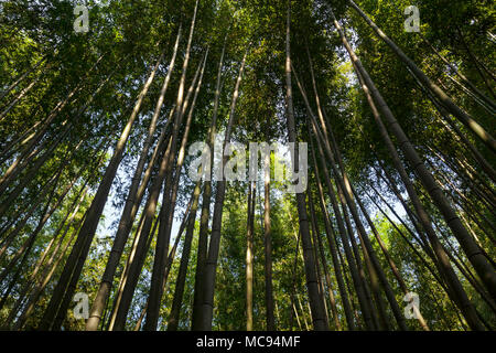 Bambus Wald am Arashhiyama Bezirk in Kyoto, Japan Stockfoto